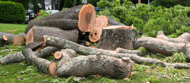  Quincy, IL Tree Care Pros