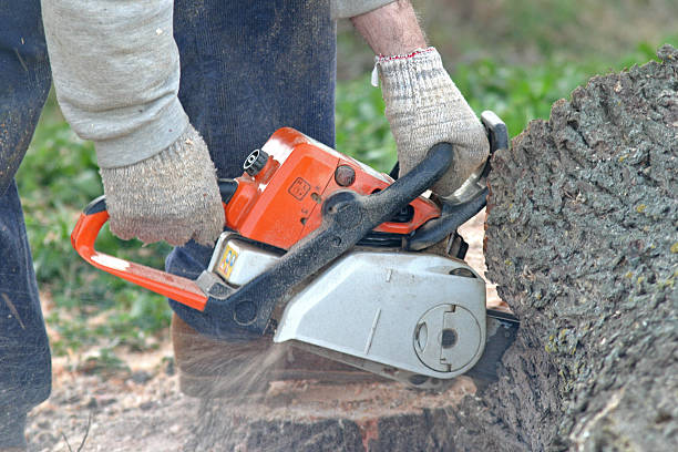 Best Tree Preservation Services  in Quincy, IL