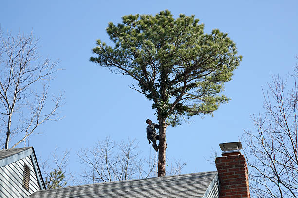 Best Storm Damage Tree Cleanup  in Quincy, IL