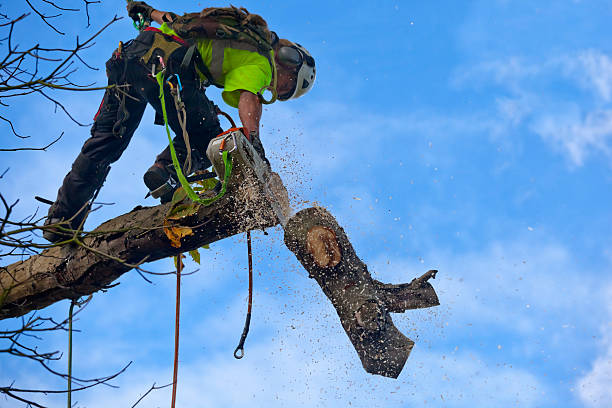 Best Tree Removal  in Quincy, IL